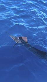 Triple header Sailfish! 