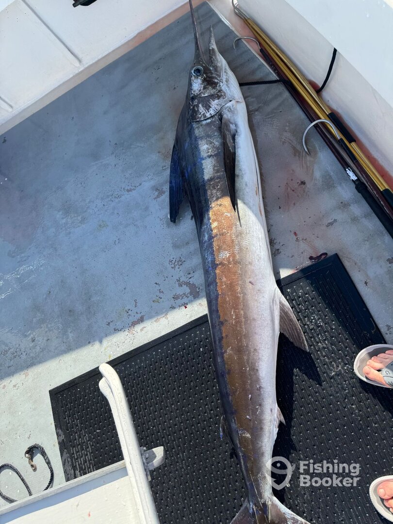 Honolulu Report Photo 0