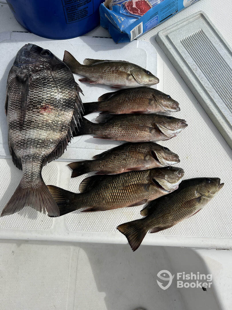 Punta Gorda Report Photo 0