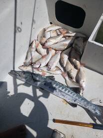 San Pedro Report Photo 2