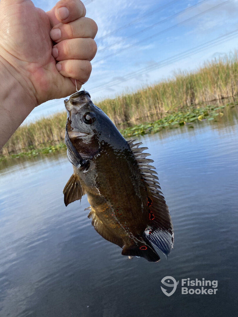 Weston Report Photo 0