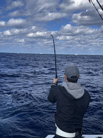 Sails, kings and mahi