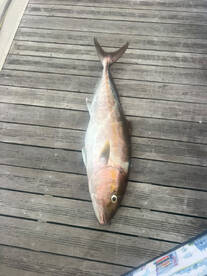 Sails kings and mahi