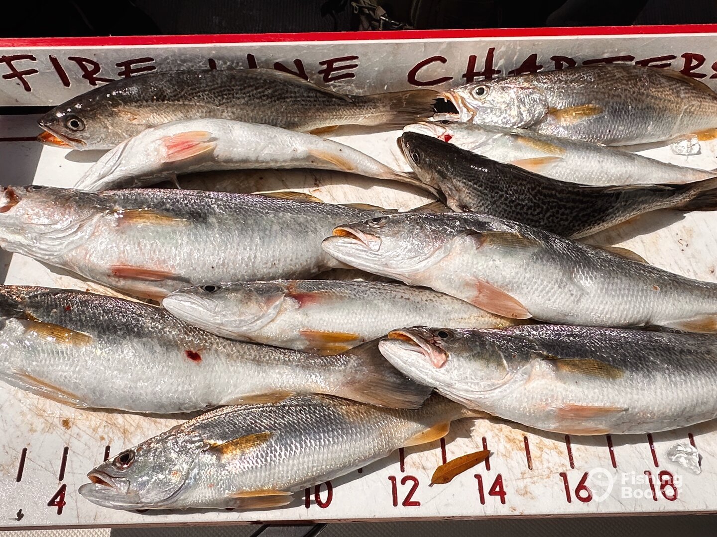 Port Orange Report Photo 0