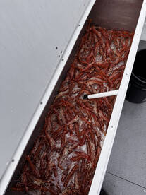 Spring time prawning