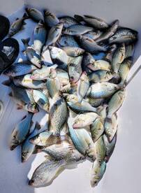 Clover Report Photo 2