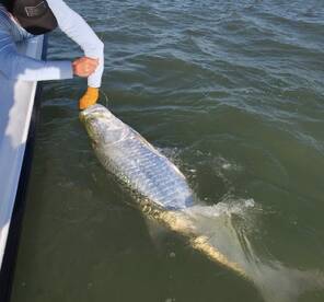 Tarpon and Peacock bass fishing