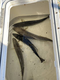 North Topsail Beach Report Photo 2