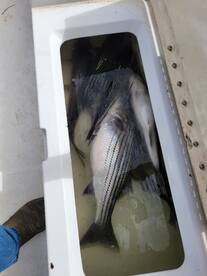 Great bite on artificials today!