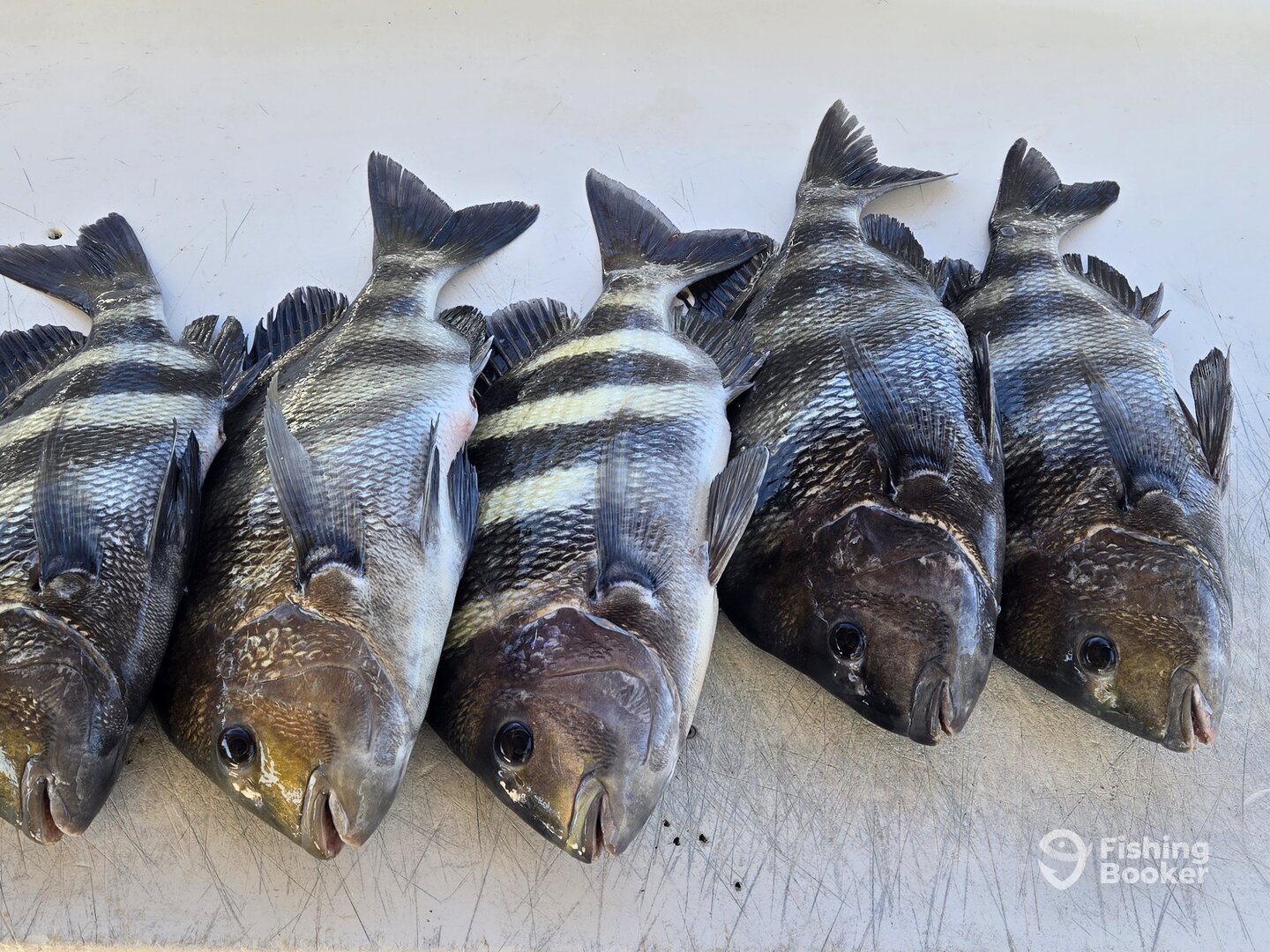 Orange Beach Report Photo 0