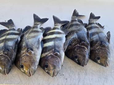 Spring is in full swing!