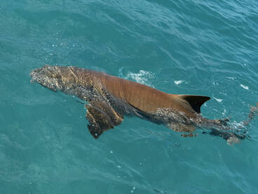 Islamorada Report Photo 2