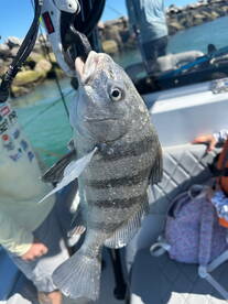 Inshore bite is heating up.