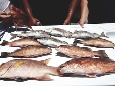 Bay Pines Report Photo 2