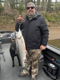 Fresh spring chinook !!