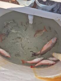 Destin Report Photo 2