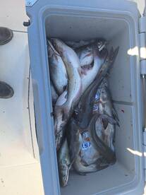 Little Elm Report Photo 2