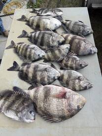 The sheepshead are here lets go fishing
