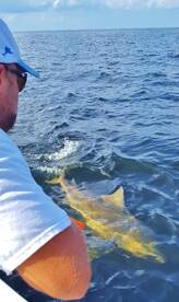 Sharks and Snapper...