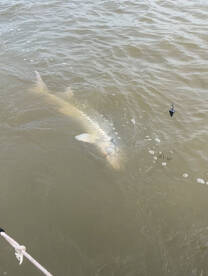 Spring Sturgeon Fishing is On Fire