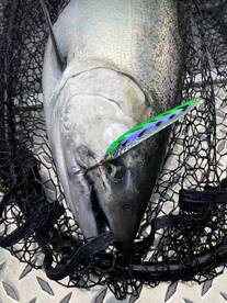 Spring trout and salmon