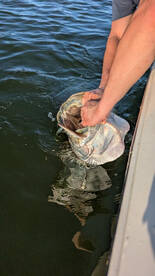 Carolina Report Photo 2