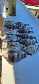 Sheepshead are on Fire