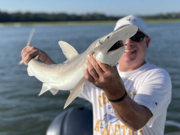 First Shark of the Season