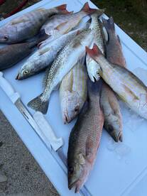 Trout and Lane snapper