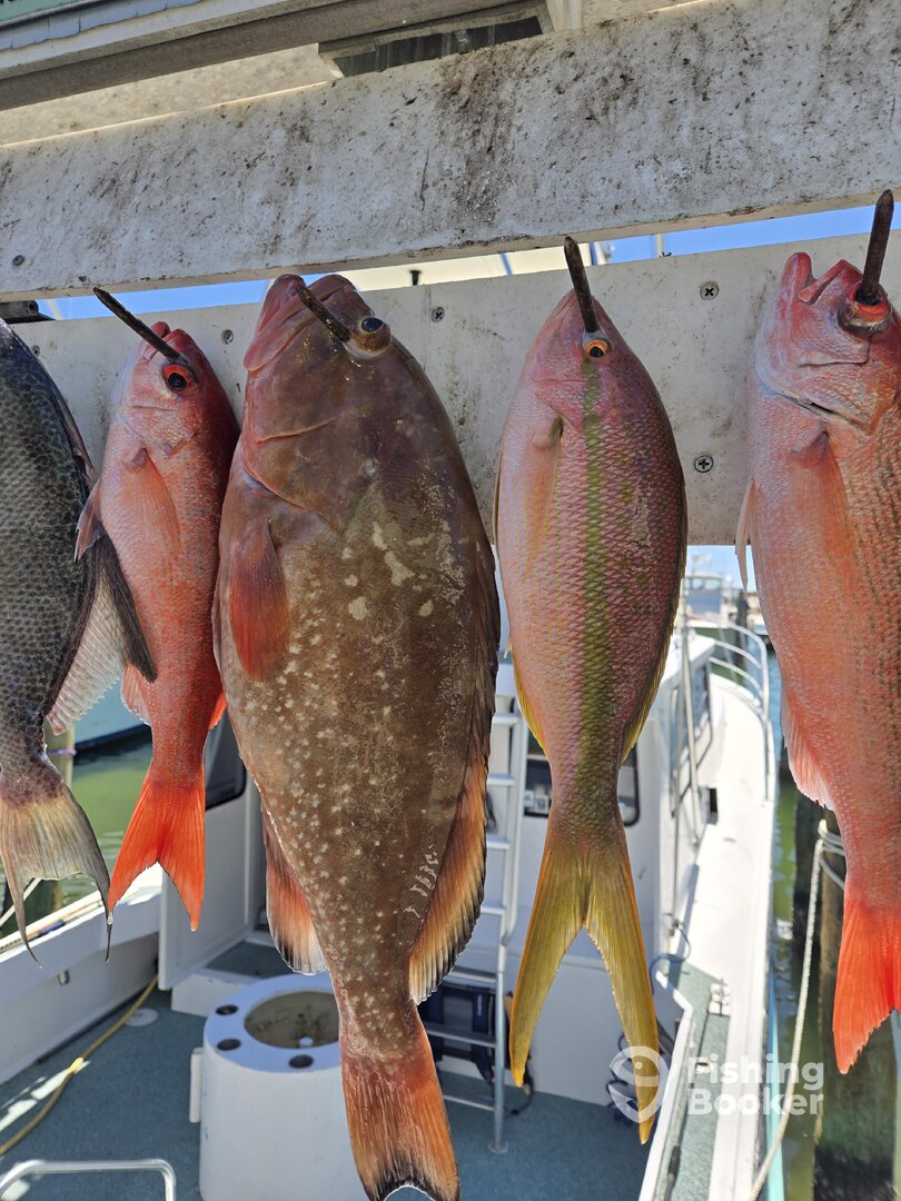 Red Grouper and a rare find yellow tail snapper