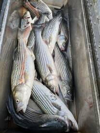 Feather River Report Photo 2