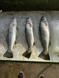 Quick fish for limit of trout