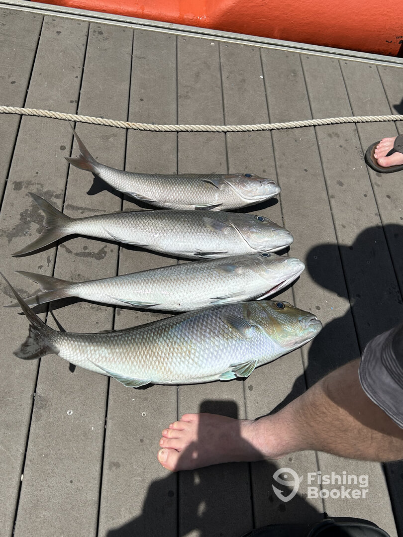 Haleiwa Report Photo 0