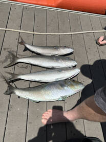 light wind till april 