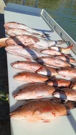 Red grouper and snapper are chewing 