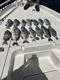 Sheepshead throwdown 
