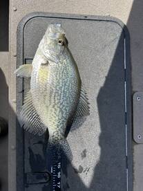 crappie