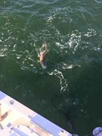 Virginia Beach Report Photo 2