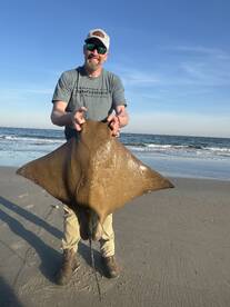 A large 40-50lb cownose