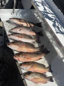 Spring Break for the Kids