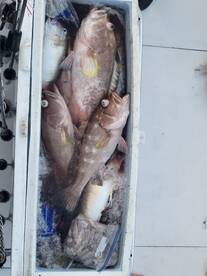 Orange Beach Report Photo 2