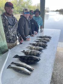 St. Bernard Report Photo 2