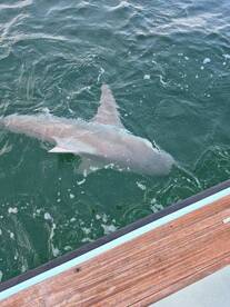 Nice fight on the bullsharks