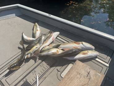 Limits of trout and Redfish