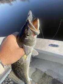 River Road Report Photo 2