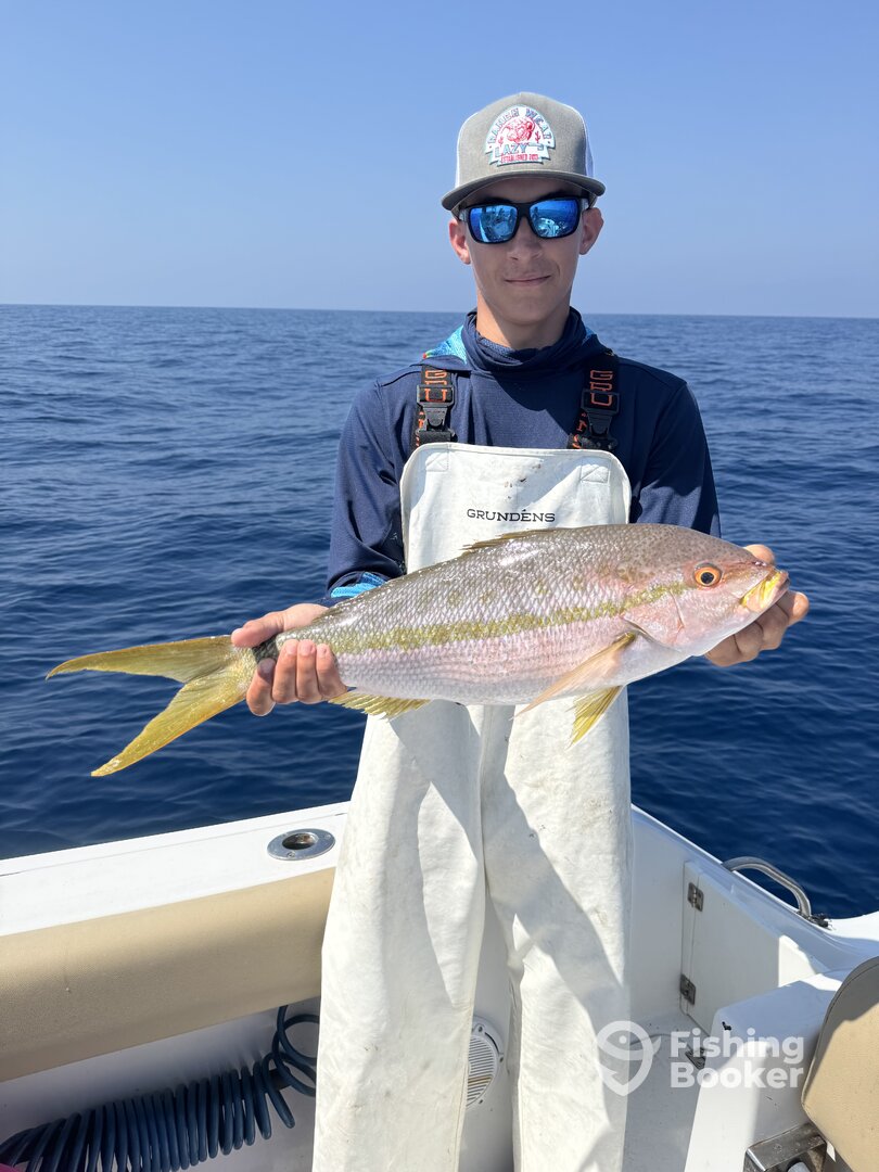 Giant Yellow Tail