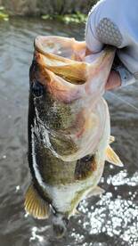 Weston Report Photo 2