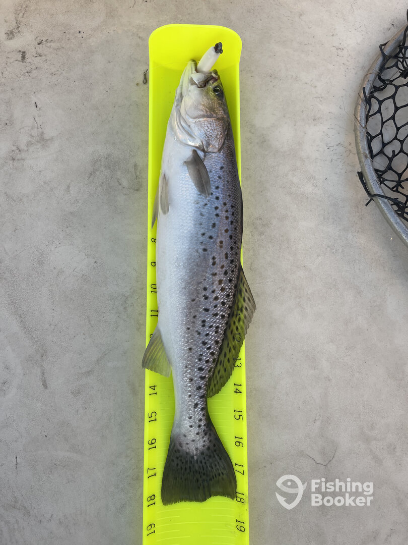 Wanchese Report Photo 0