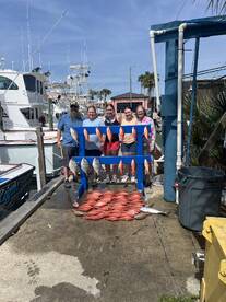 Trigger fish and vermilion snapper