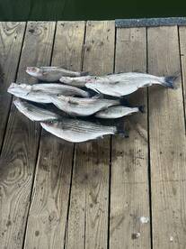 Spring Sassy and top water starting